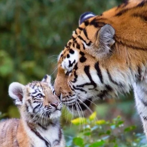 tiger游戏