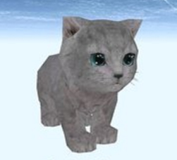 养猫