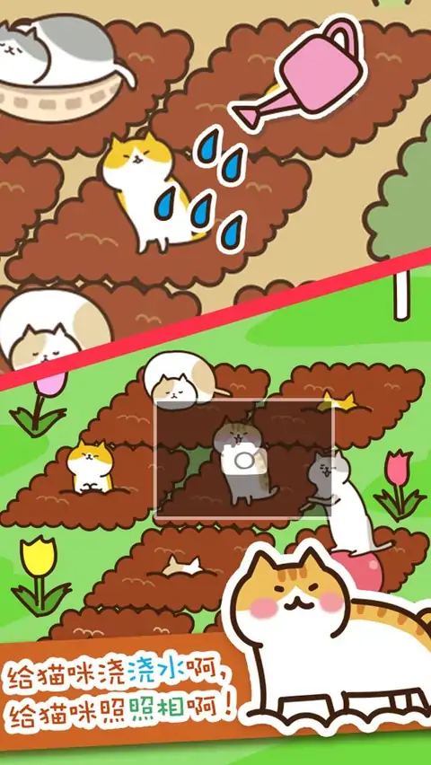 猫咪田园 猫咪田园