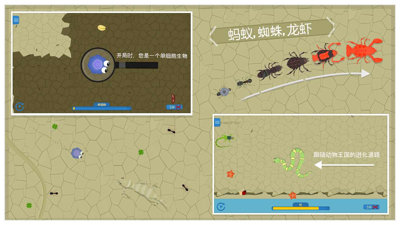 动物进化