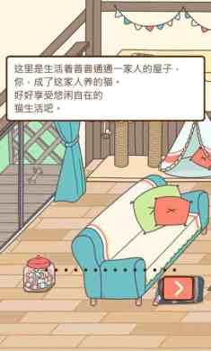 猫咪饲养日常