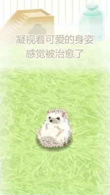 治愈的刺猬