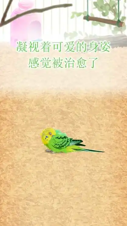 治愈的鹦鹉育成 治愈的鹦鹉育成