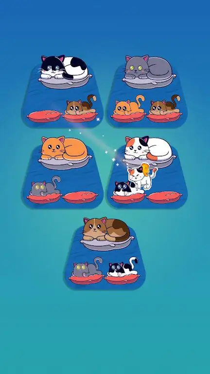 小猫分类