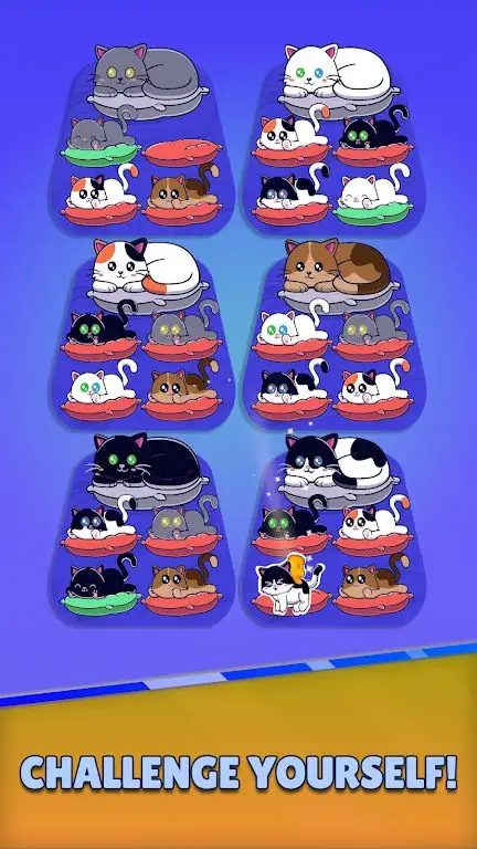 小猫分类