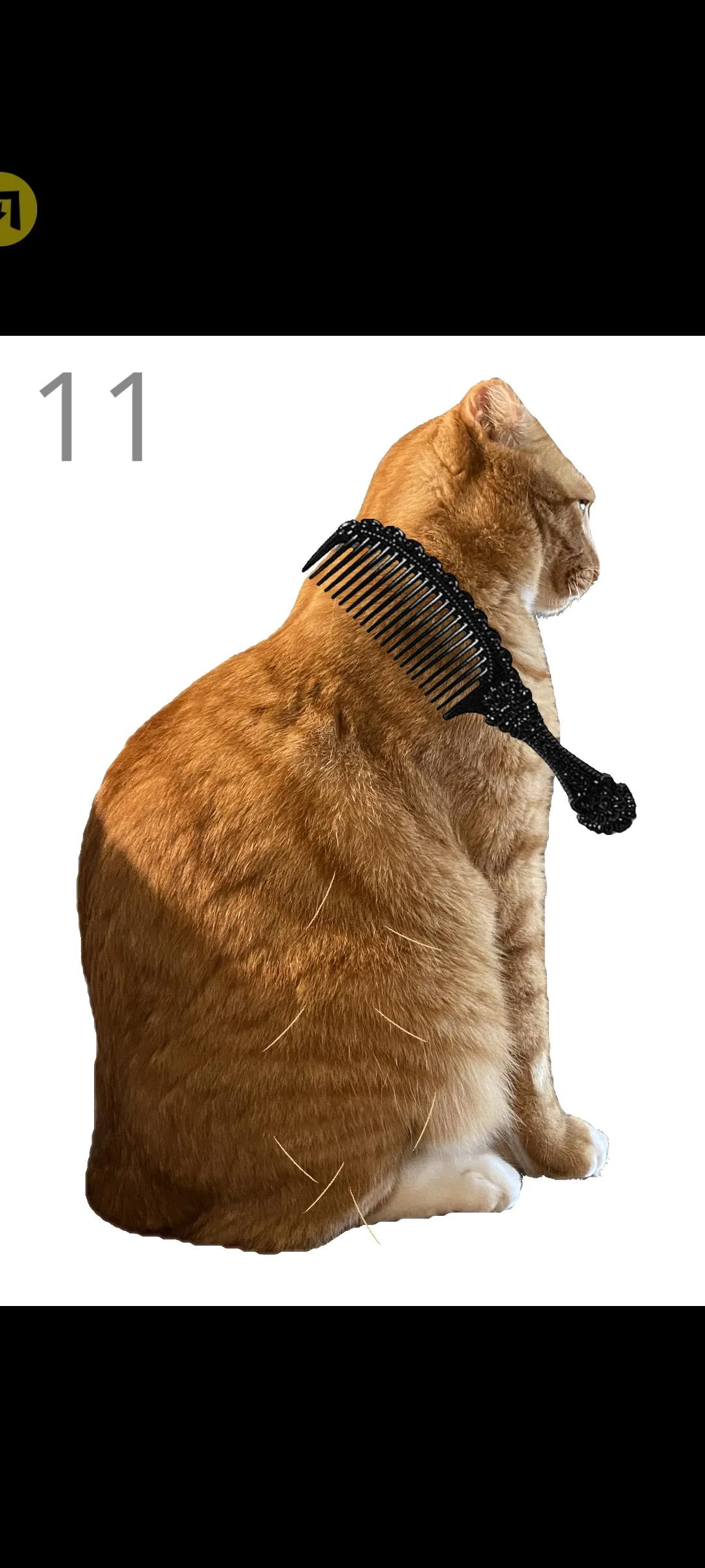 给猫梳毛