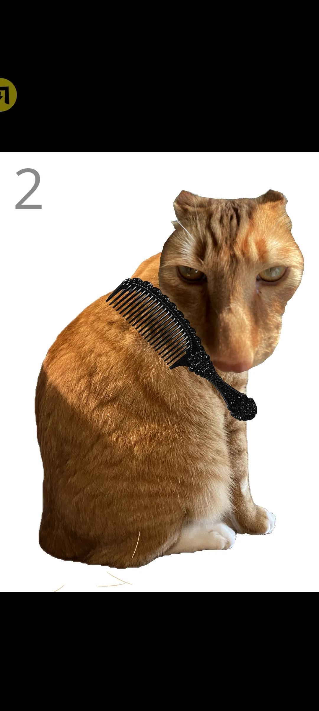 给猫梳毛