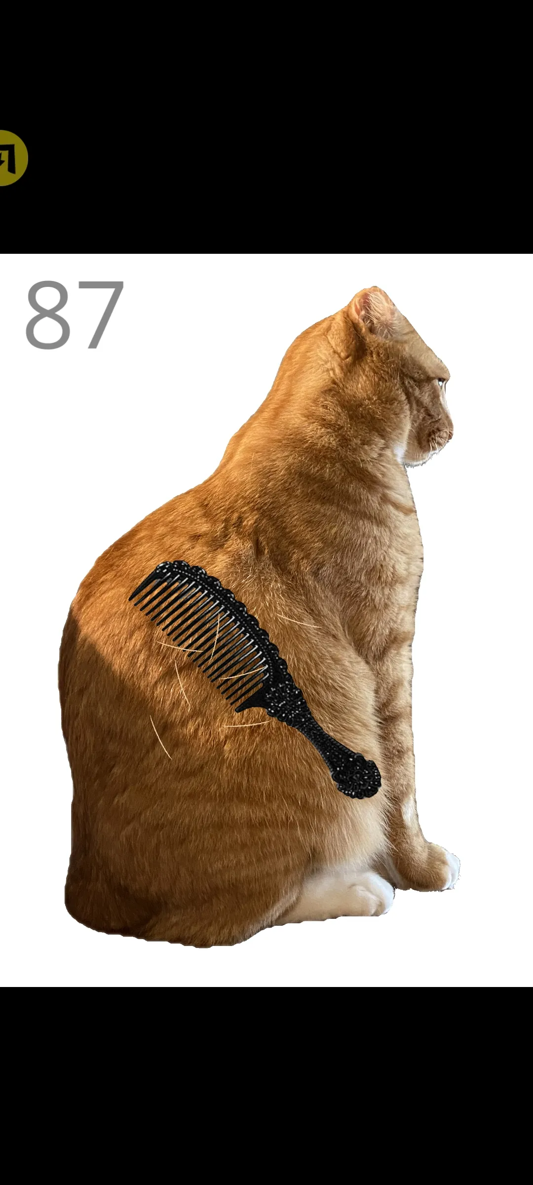 给猫梳毛