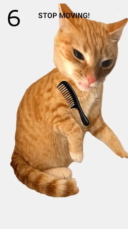 给猫梳毛2
