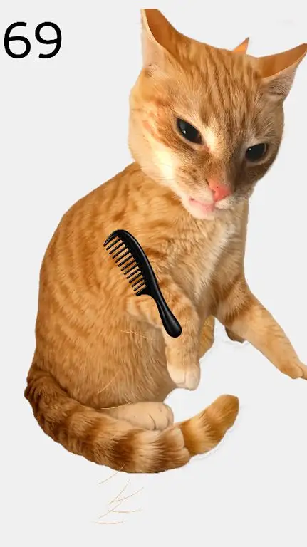 给猫梳毛2