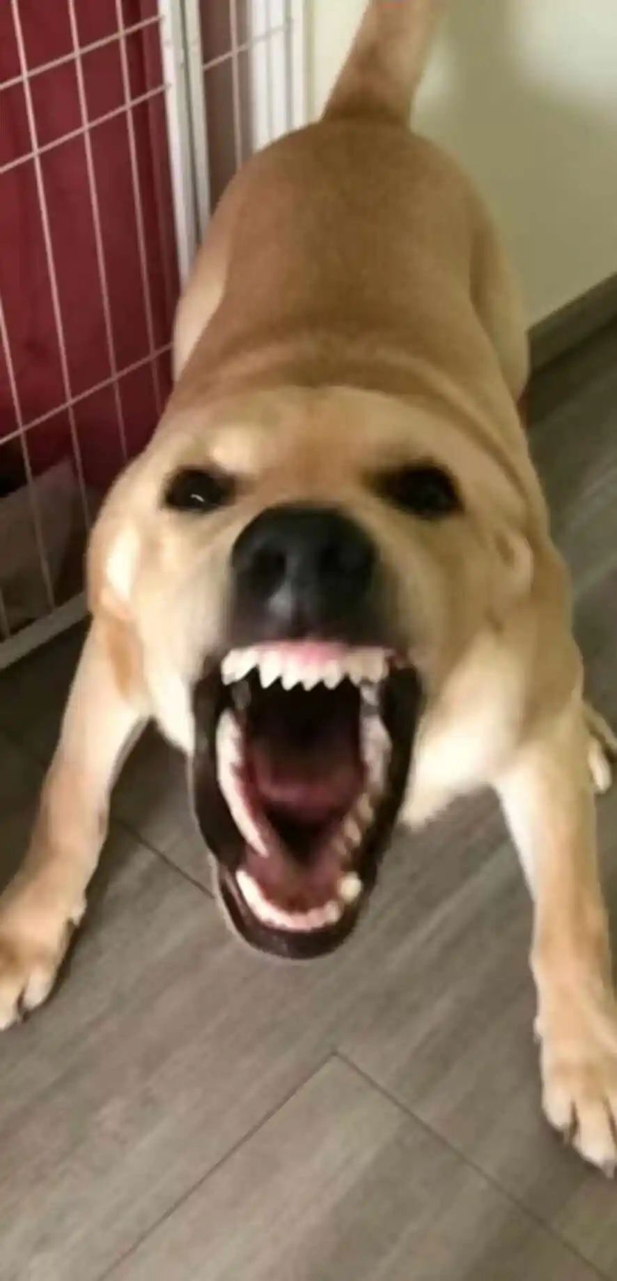 大狗叫