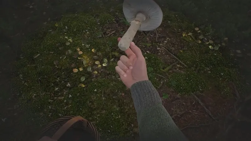 采蘑菇模拟器